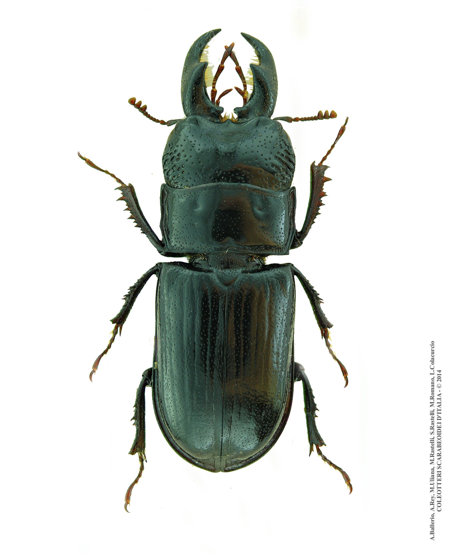 Ceruchus chrysomelinus, maschio